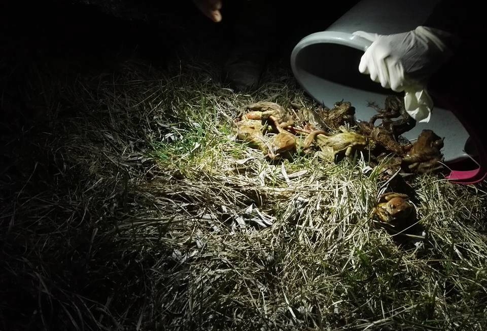 Immagine: 18685557_1197050430406297_1327853551_n