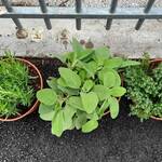 Immagine: 20240514_100436