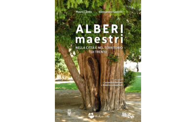 Immagine: alberi maestri 2