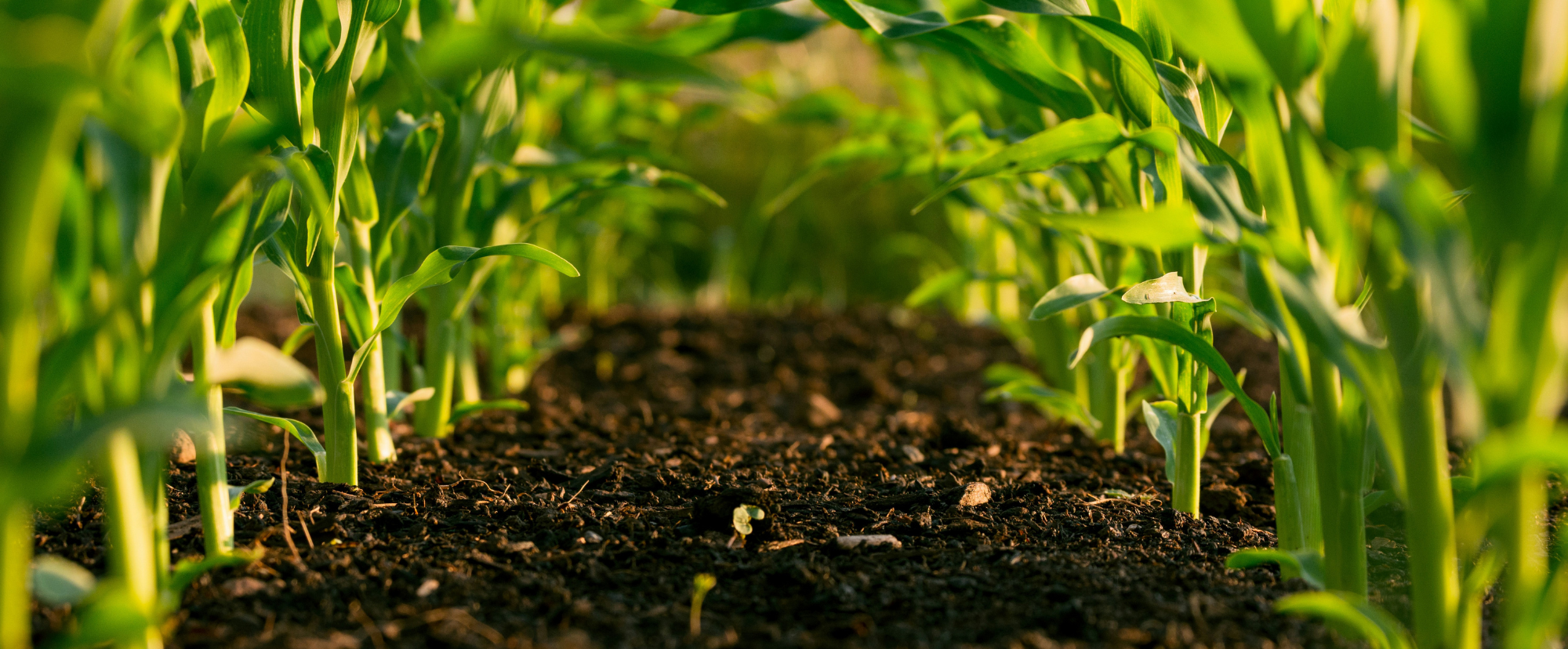 Coltivazione pianta verde su terreno marrone da vicino