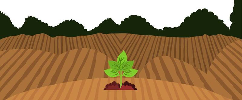 illustrazione di un campo seminato con in primo piano una piantina che sta crescendo