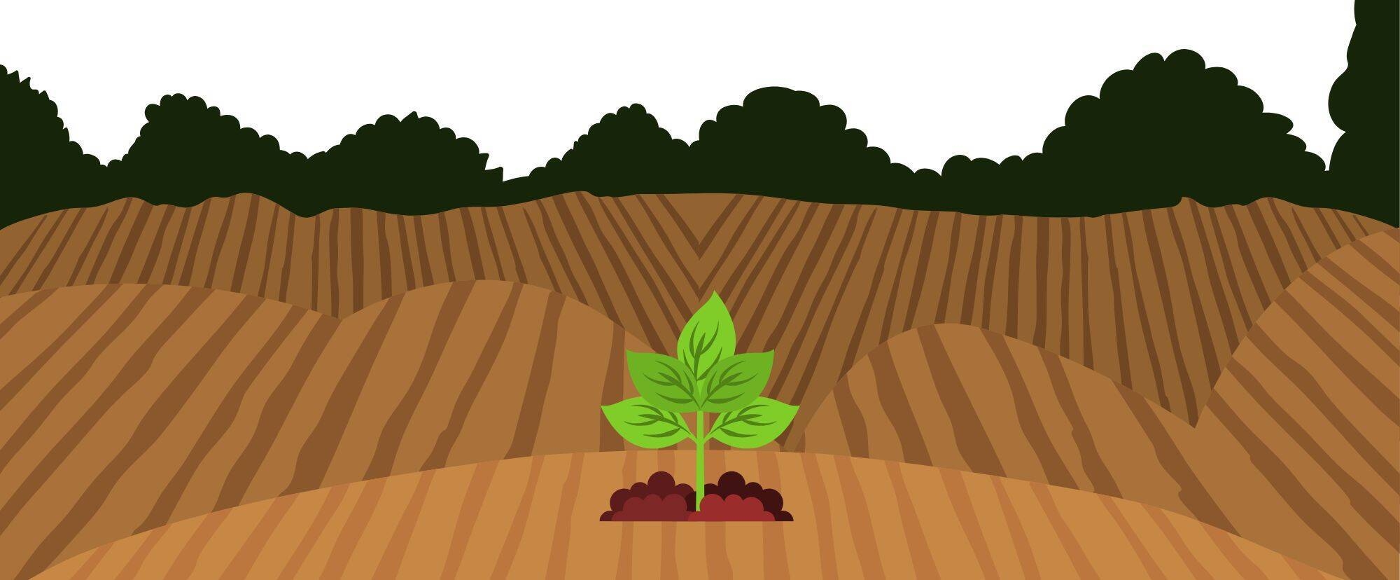 illustrazione di un campo seminato con in primo piano una piantina che sta crescendo
