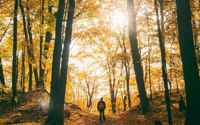 Immagine: COPERTINE schiacciatine 2425 (5)