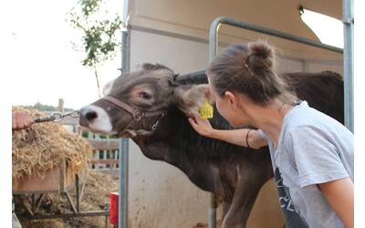 Immagine: LAV Trentino