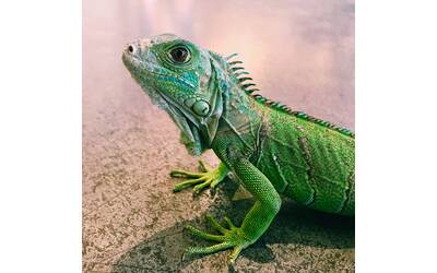 Immagine: Lizard