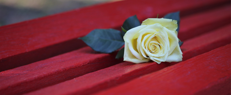 un fiore bianco su una panchina rossa