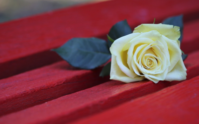 un fiore bianco su una panchina rossa