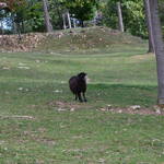 Immagine: Parco Candriai_3