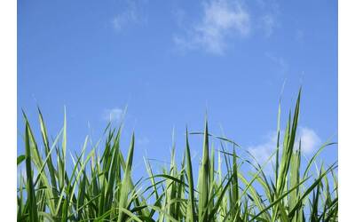 Immagine: photo by Visnu Deva on Unsplash 