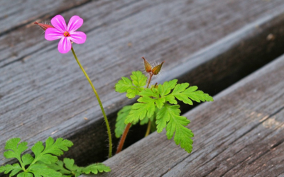 Un fiore viola che spunta tra due assi di legno