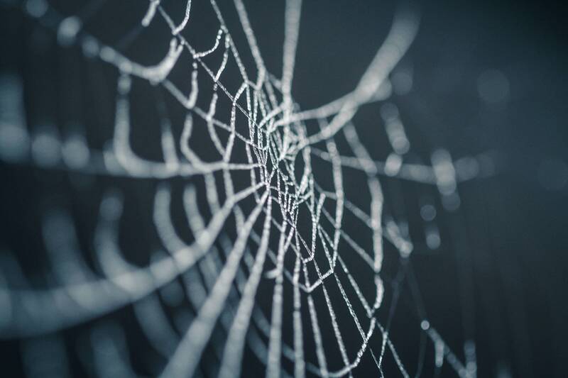 Immagine: ragnatela