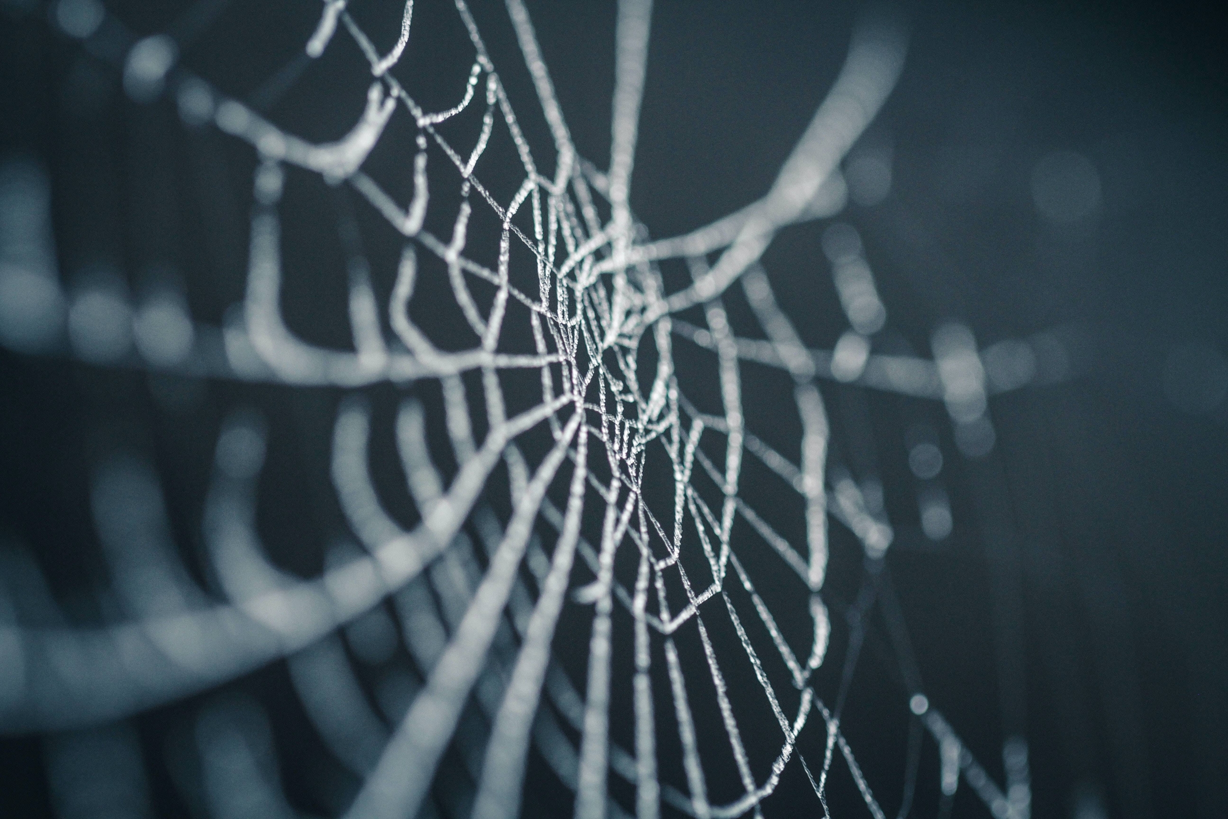 Immagine: ragnatela