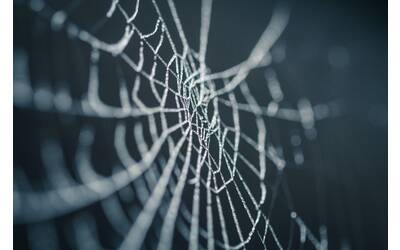 Immagine: ragnatela
