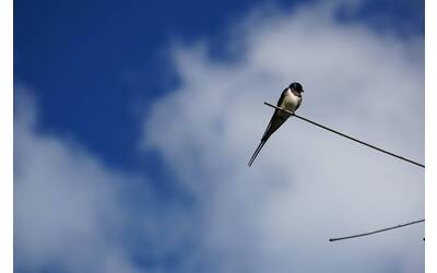 Immagine: Rondine