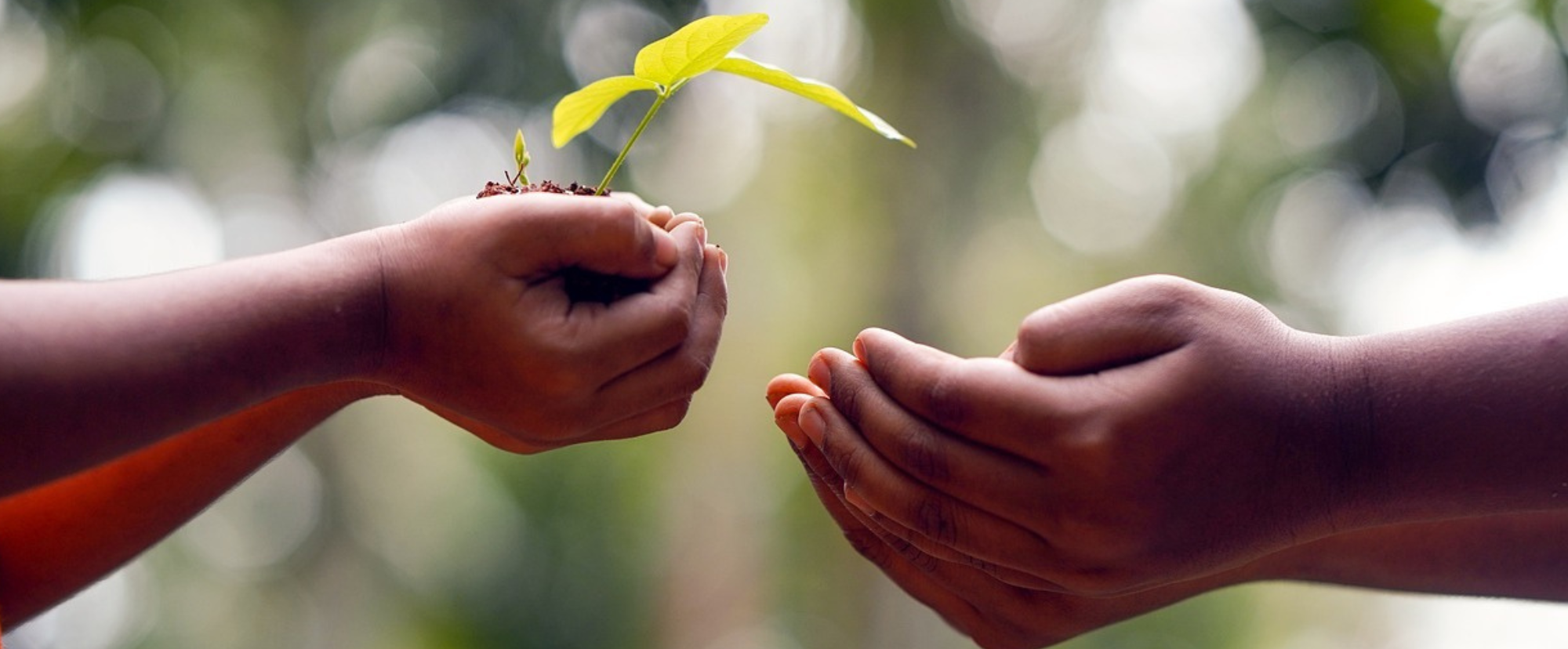 le mani di due persone che si scambiano un germoglio su un pugno di terra