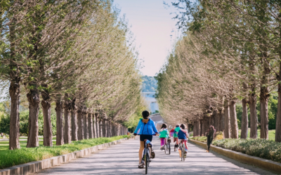 persone in bicicletta lungo in viale fra gli alberi