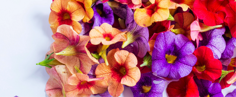 fiori colorati