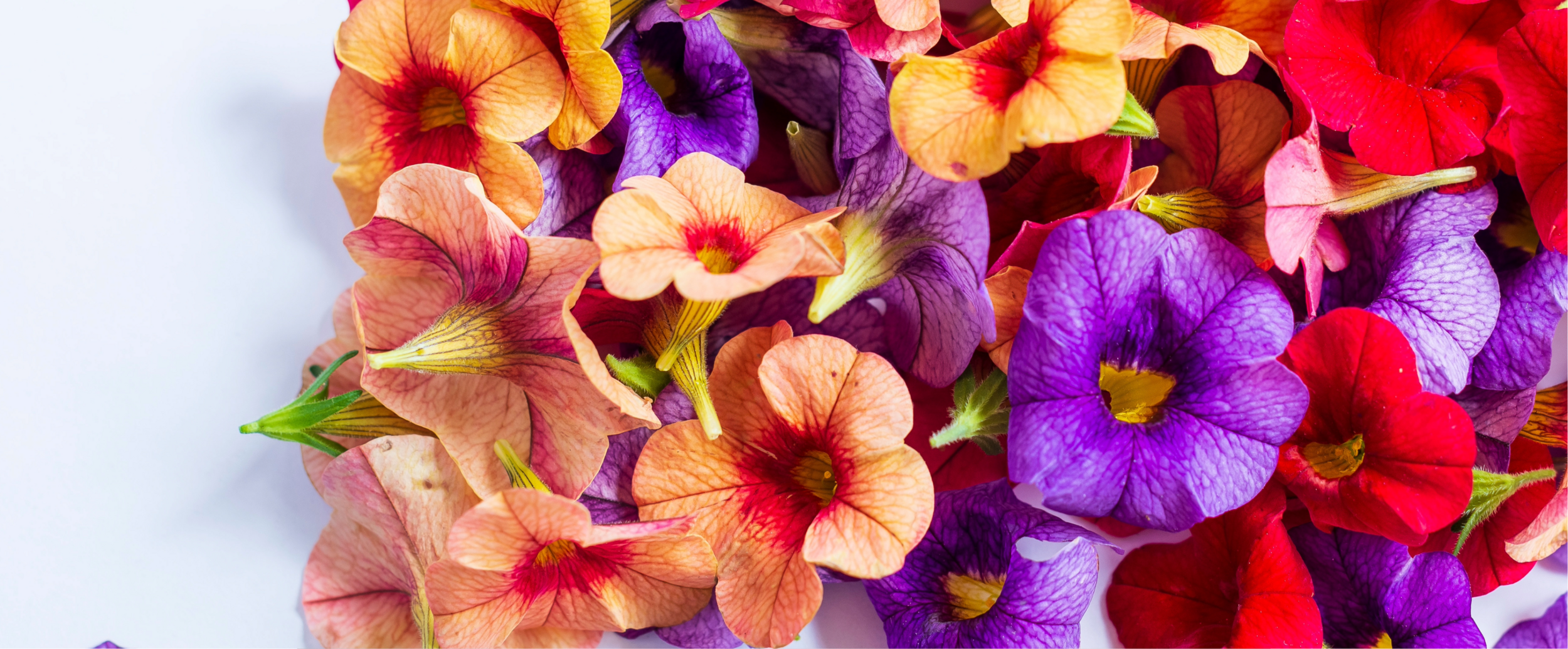 fiori colorati